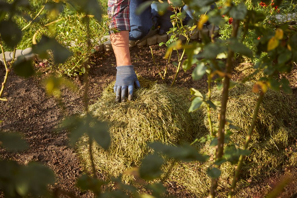 Gloved hand spreading mulch around rose bushes