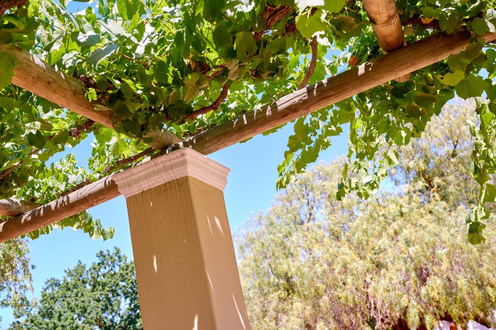 Wooden pergola beams covered in grapevine on a stucco column