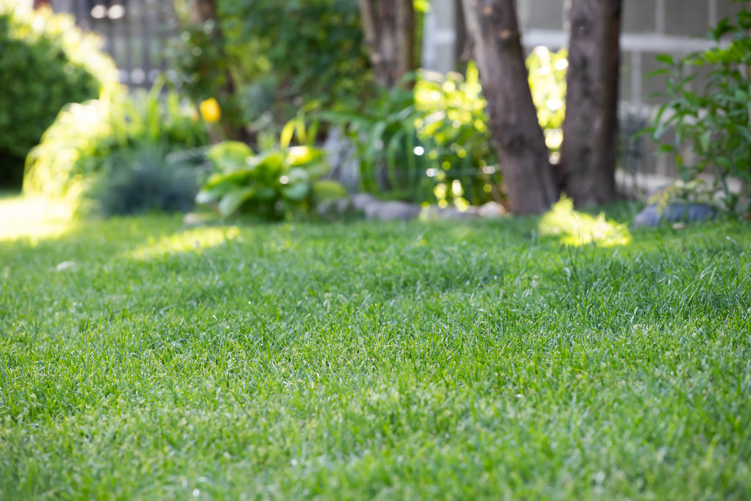 Fresh lawn - TurnKey Lawn Care